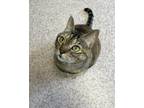 Adopt Leo a Domestic Shorthair / Mixed (short coat) cat in Victoria