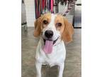Adopt Sunny a Tan/Yellow/Fawn - with White Beagle / Mixed dog in Canoga Park