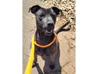Adopt Grace a Black American Pit Bull Terrier / Mixed dog in Spartanburg