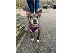 Adopt Dutchess a Brindle Pit Bull Terrier / Mixed dog in Huntington