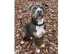 Adopt Guapo a Gray/Blue/Silver/Salt & Pepper Terrier (Unknown Type