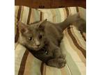 Adopt Josephine a Gray or Blue Domestic Longhair / Mixed Breed (Medium) / Mixed