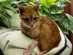 Adopt Red a Orange or Red Domestic Shorthair / Domestic Shorthair / Mixed cat in