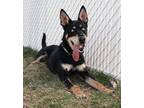 Adopt 84234 Malachi a Black Husky / Mixed dog in Spanish Fork, UT (40912525)
