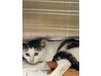 Adopt Chain Chomp a White Domestic Shorthair / Mixed Breed (Medium) / Mixed