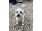 Adopt Milo a Tan/Yellow/Fawn - with White Terrier (Unknown Type