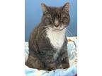 Adopt C21-139 Steel a Domestic Shorthair / Mixed (short coat) cat in Columbia