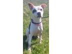 Adopt Lola - IN FOSTER a White Mixed Breed (Medium) / Mixed dog in Hamilton
