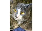 Adopt Nigel a Gray or Blue Domestic Shorthair / Domestic Shorthair / Mixed cat