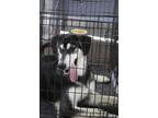 Adopt Mylo a Black Husky / Labrador Retriever / Mixed dog in Mayfield