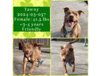 Adopt 2024-03-057 *Tawny* a American Pit Bull Terrier / Mixed dog in Winder