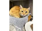 Adopt Tom a Orange or Red Domestic Shorthair / Domestic Shorthair / Mixed cat in
