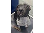 Adopt Tilly a Black American Pit Bull Terrier / Mixed Breed (Medium) / Mixed