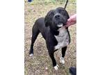 Adopt Fisher a Black Terrier (Unknown Type, Small) / Mixed dog in Moncks Corner