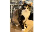Adopt BRITTNEY a Calico or Dilute Calico Calico (short coat) cat in Hicksville
