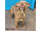 Adopt Arnold a Pit Bull Terrier / Mixed dog in Lexington, KY (41048438)