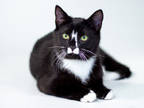 Adopt Blynken a All Black Domestic Shorthair / Domestic Shorthair / Mixed cat in