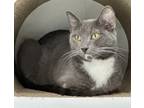Adopt Mattel a Gray or Blue Domestic Shorthair / Domestic Shorthair / Mixed cat