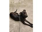 Adopt Chase a Black Mixed Breed (Small) / Mixed Breed (Medium) / Mixed (short