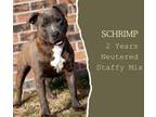 Adopt Schrimp a Brindle - with White American Staffordshire Terrier / Mixed dog