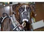 Adopt FRODO a Brindle Boxer / Mixed dog in Kuna, ID (41065525)
