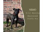 Adopt Nemo a Brindle - with White American Staffordshire Terrier / Mixed dog in