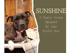 Adopt Sunshine a Brindle - with White American Staffordshire Terrier / Mixed dog
