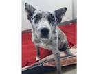 Adopt Raisin a Border Collie / Australian Shepherd dog in Challis, ID (41065519)