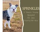 Adopt Sprinkles a White - with Gray or Silver American Staffordshire Terrier /