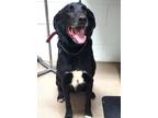 Adopt Max a Black Collie / Mixed Breed (Medium) / Mixed (short coat) dog in