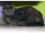 Adopt Pasha a Gray or Blue Domestic Shorthair / Domestic Shorthair / Mixed cat