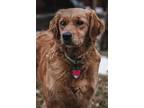 Adopt Daisy (Dog) a Tan/Yellow/Fawn - with White Golden Retriever / Mixed dog in