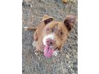 Adopt Orion a Tan/Yellow/Fawn Pit Bull Terrier / Mixed dog in Woodland