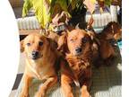 Adopt Bobby and Gina a Mixed Breed (Medium) / Mixed dog in Visalia