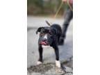Adopt Cherry a Black - with White Pit Bull Terrier / Mixed dog in Petersburg