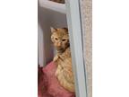 Adopt Slosh a Orange or Red Domestic Shorthair / Domestic Shorthair / Mixed