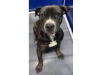 Adopt Sam a Black Mixed Breed (Medium) / Mixed dog in Beatrice, NE (41056466)