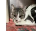 Adopt Marshmellow a White Domestic Shorthair / Domestic Shorthair / Mixed cat in