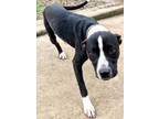 Adopt F24 SB 129 Monroe a White American Pit Bull Terrier / Mixed Breed (Medium)