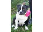 Adopt Esme a Black American Pit Bull Terrier / Mixed dog in Sanger