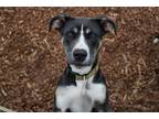 Adopt Aveena a Pit Bull Terrier / Mixed dog in Napa, CA (40889886)