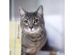 Adopt Stubbs a Gray or Blue Manx / Domestic Shorthair / Mixed cat in Atlanta