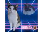 Adopt Thomas a White (Mostly) Domestic Shorthair cat in Hershey, PA (40607486)