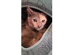Adopt Meow a Gray or Blue Domestic Shorthair / Mixed Breed (Medium) / Mixed