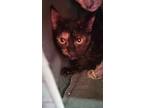 Adopt Capelini a Brown or Chocolate Domestic Shorthair / Domestic Shorthair /