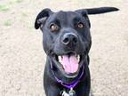 Adopt Raven a Black Mixed Breed (Large) / Mixed dog in Georgetown, TX (40976663)