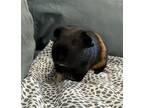 Adopt Remy a Black Guinea Pig / Guinea Pig / Mixed small animal in Arlington