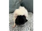 Adopt Shauny a White Guinea Pig / Guinea Pig / Mixed small animal in Arlington
