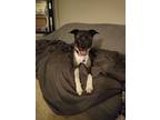 Adopt Murphy a Brindle - with White Cattle Dog / Australian Shepherd / Mixed dog