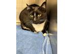Adopt Skylar a Domestic Shorthair / Mixed (short coat) cat in Jonesboro